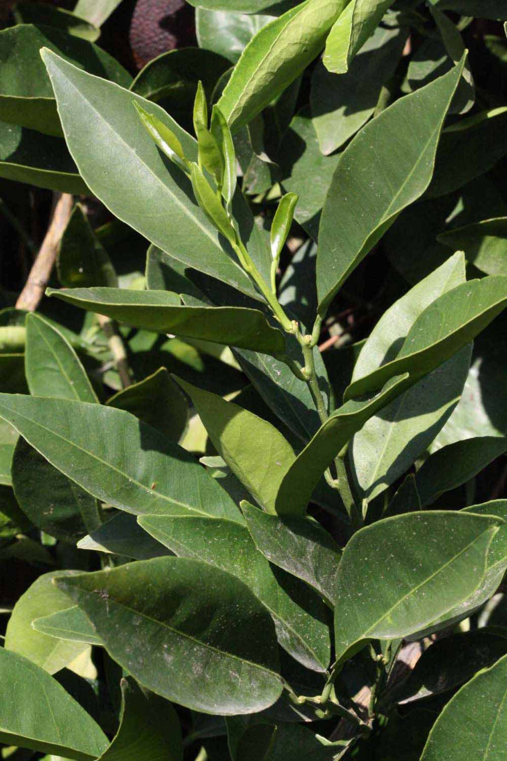              Sun leaves (Riverside, CA)       